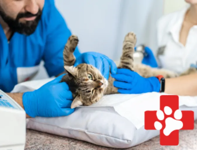 Cat being examined with the Emergency Animal Hospitals of Collin County logo 